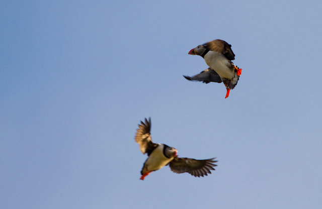 Puffins