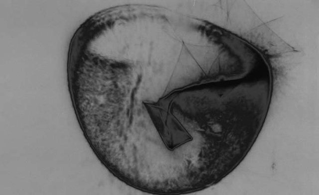 Our Brains and Our Planet