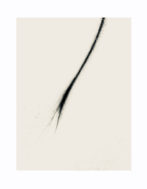 Domestic landscape 1