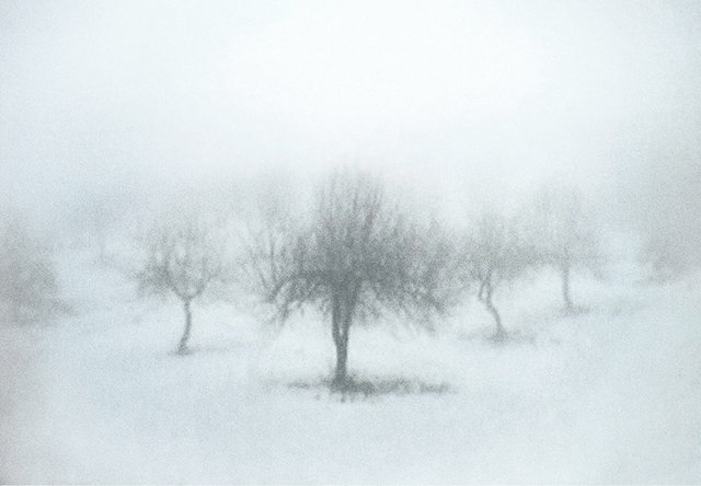 Moore's Orchard