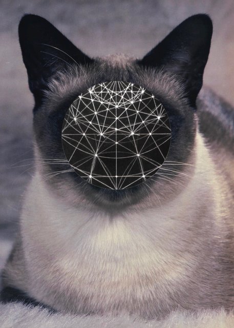 img cat 1001.jpg