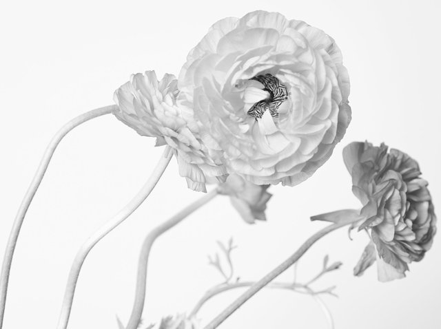 ranunculus4436_cropped copy.jpg