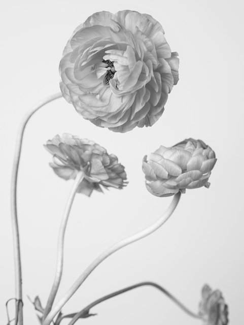ranunculus4421.jpg