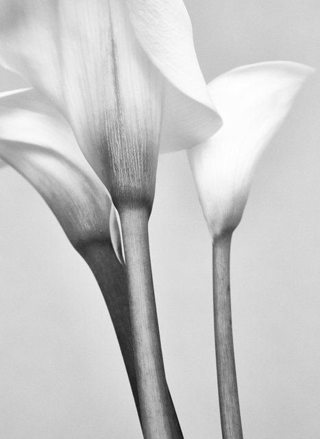 Calla-Lily41801.jpg