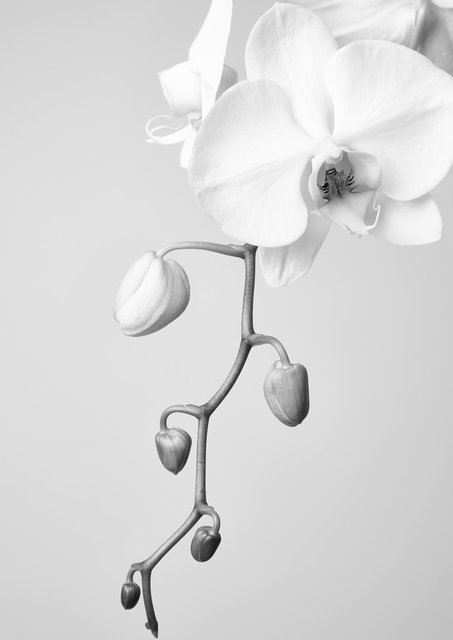 Orchid35.jpg