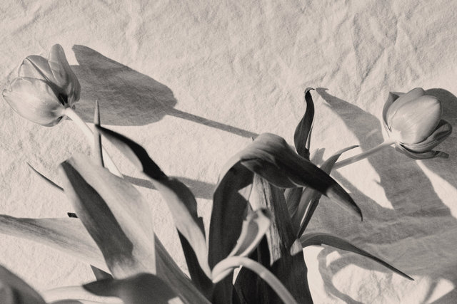 Tulip0131.jpg
