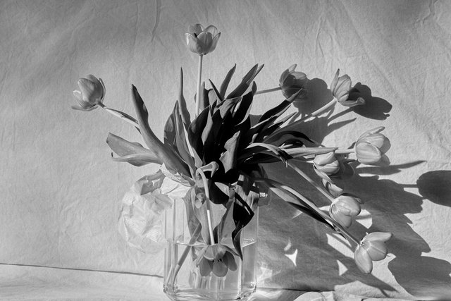 Tulip0105-1.jpg