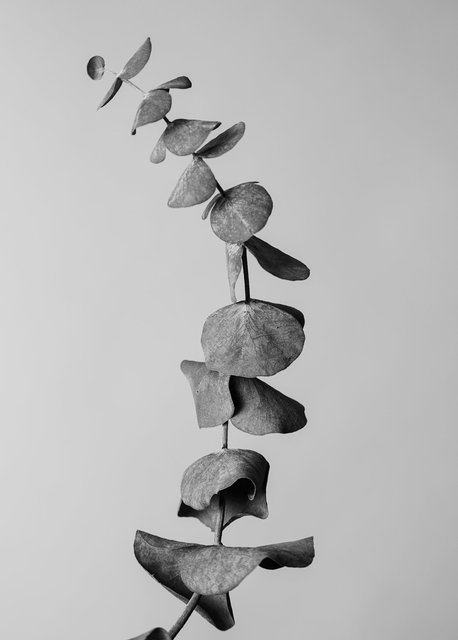 Eucalyptus-1.jpg