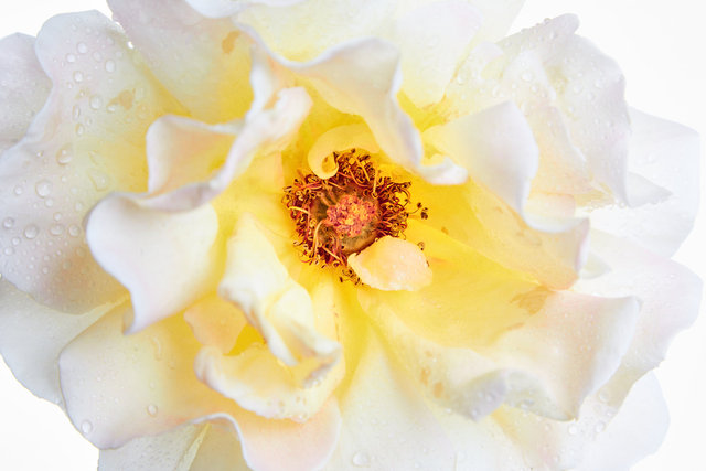 ROSE3865.jpg