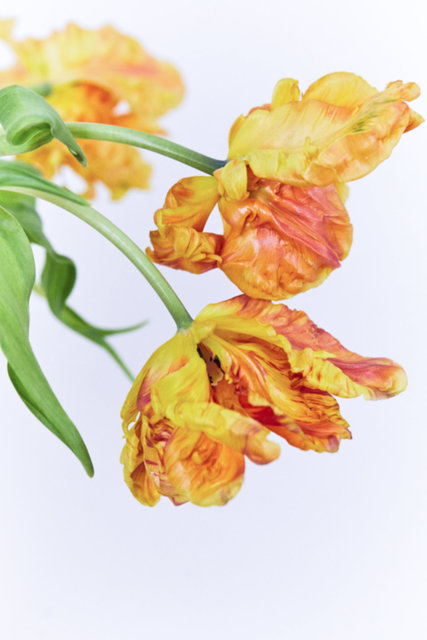 FLOWER-UNKNOWN155-111.jpg