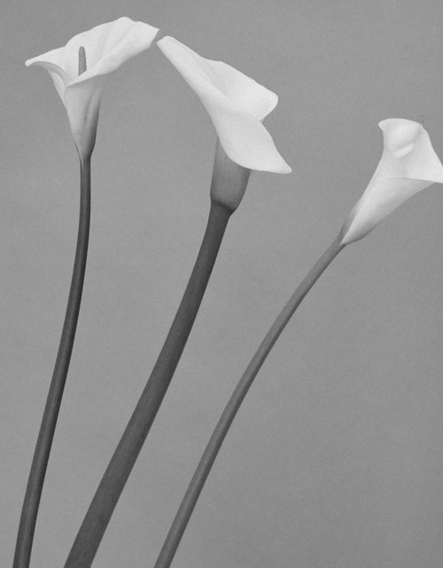 Calla-Lily4324.jpg