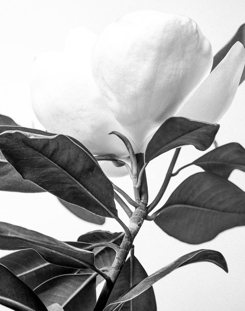 magnolia-63.jpg