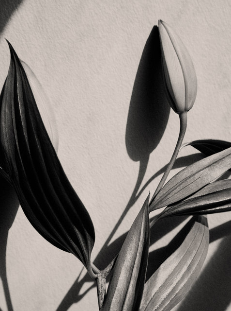 régimedesFleurs-64.jpg