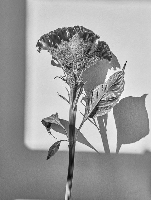CELOSIA-117 1.jpg