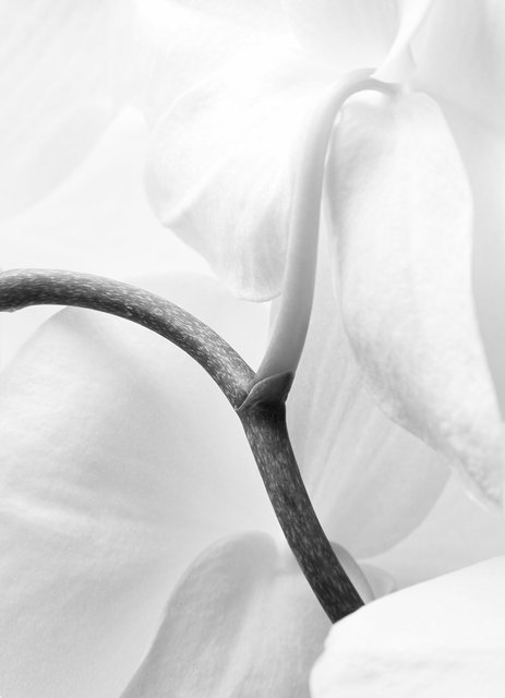 Orchid60.jpg