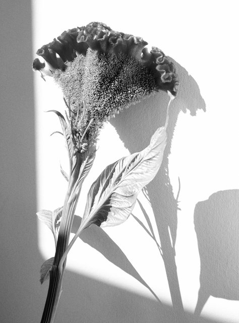 CELOSIA-121.jpg