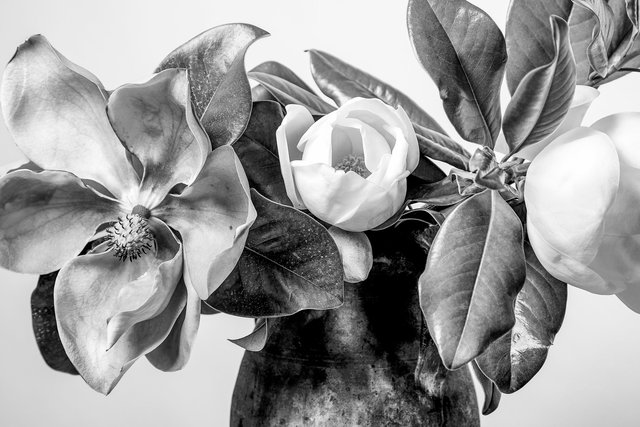 magnolia-161.jpg