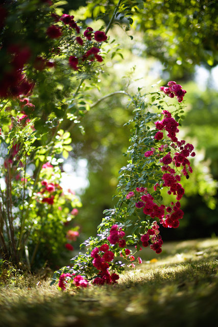 Wild Rose, May 2026