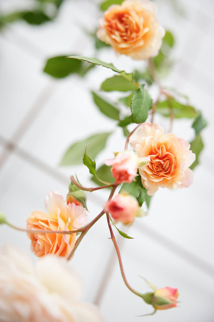 Buff Beauty, 18th November 2025