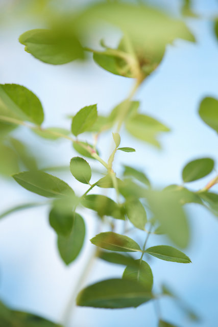 Margaret Merril, September 2025