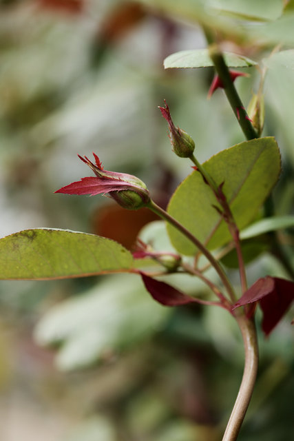 Lady Hillingdon (CL), October 2025