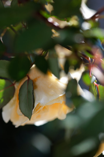 Lady Hillingdon（CL), April 2025