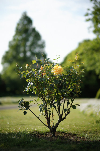 Bush Rose, May 2026