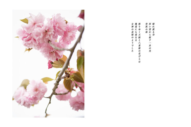 Sakura, 17th April 2024