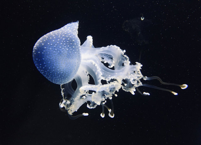 zoo_jellyfish_01.jpg