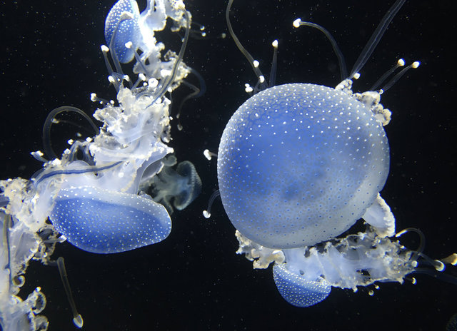 zoo_jellyfish_02.jpg