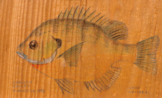#239.Christie's Blue Gill.8-28-1998.Colored Pencil on wood..jpg.jpg