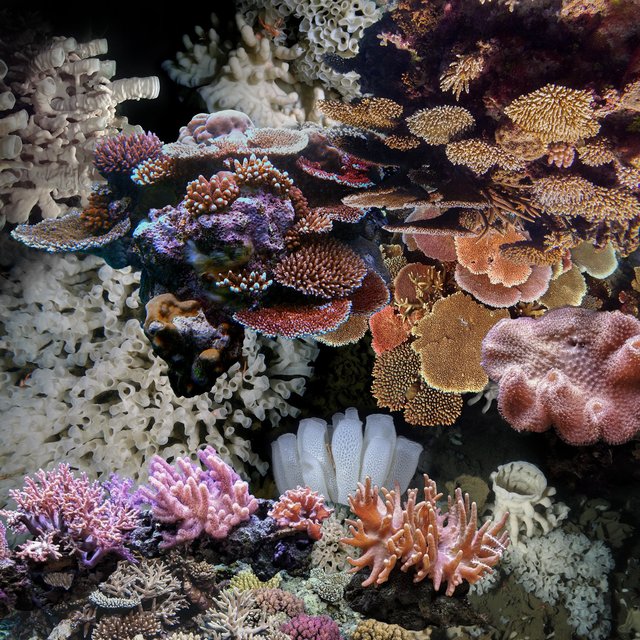   Coral  Collage fantasy