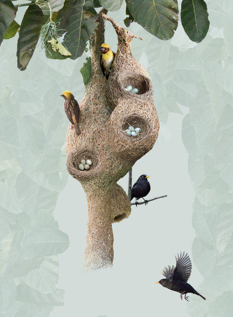 weaver-birds-nest-11.jpg