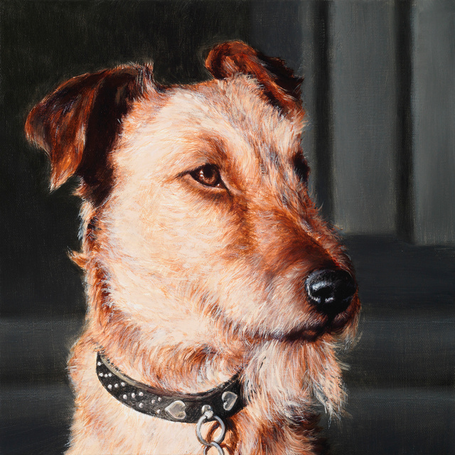 Breed: Irish Terrier / "Clancy"