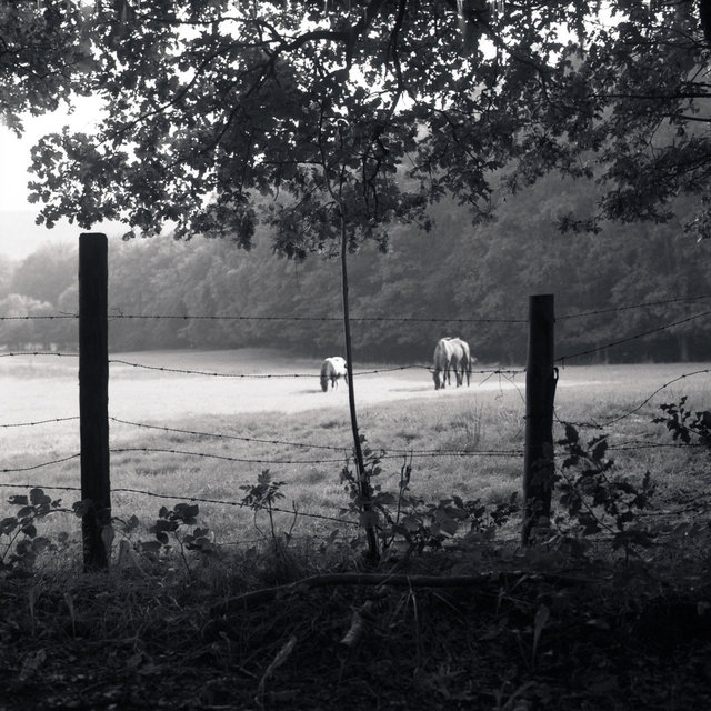 horses.jpg