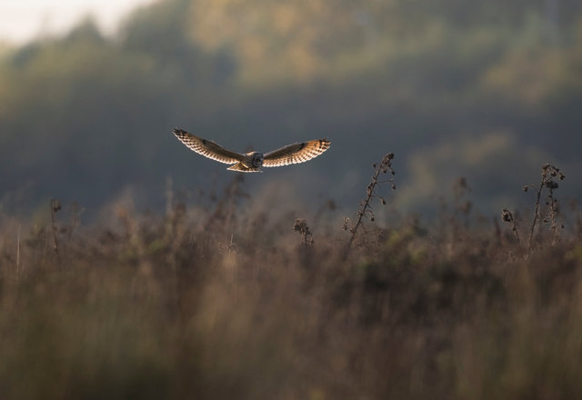 Short-eared Owl