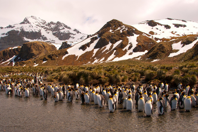King Penguin, South Georgia Island.