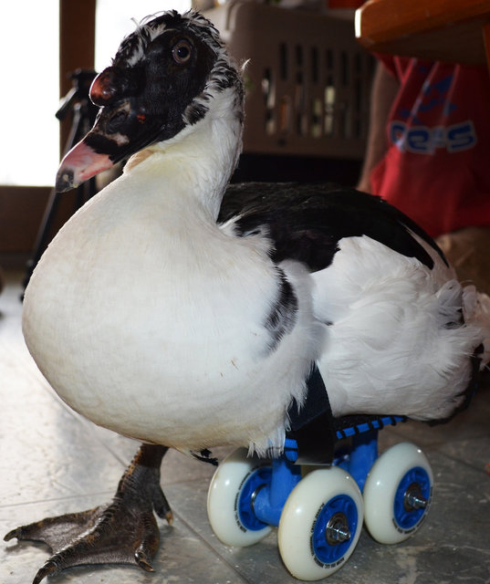 Scoby prosthetic and wheelchair