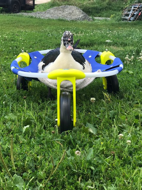 Scoby prosthetic and wheelchair