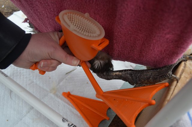 Scoby prosthetic and wheelchair