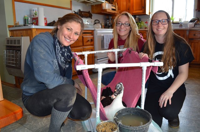 Scoby prosthetic and wheelchair