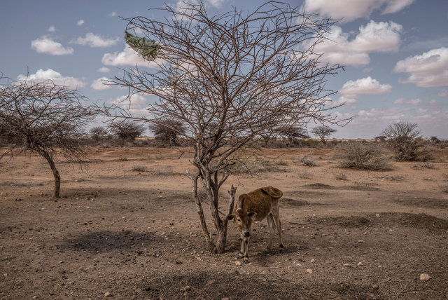 SomaliaDrought_AR08.jpg