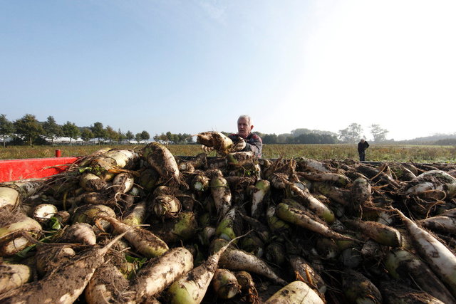 voederbieten rooien