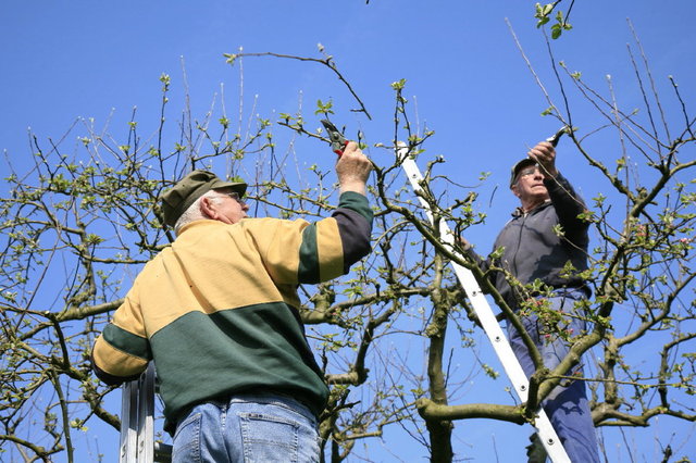 fruitbomen snoeien