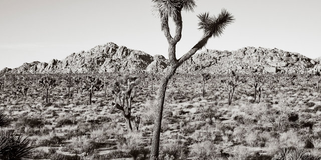 THE JOSHUA TREE