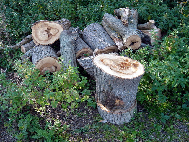 Woodpile at Lea Valley VB.JPG