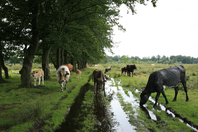 leersumse veld