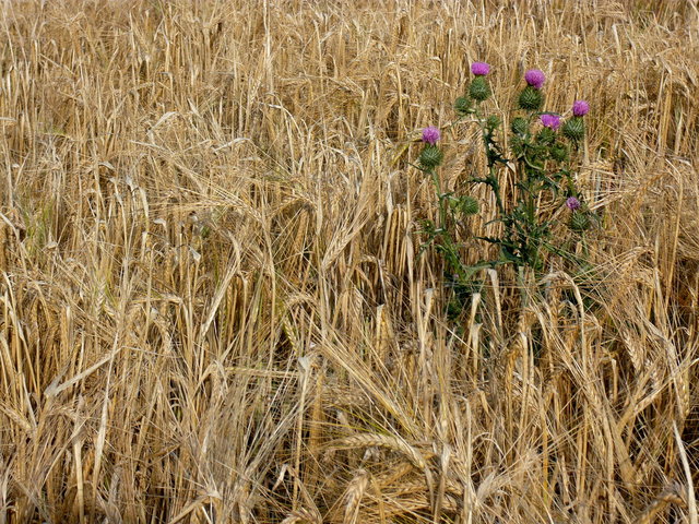 Thistles & Barley VB.JPG