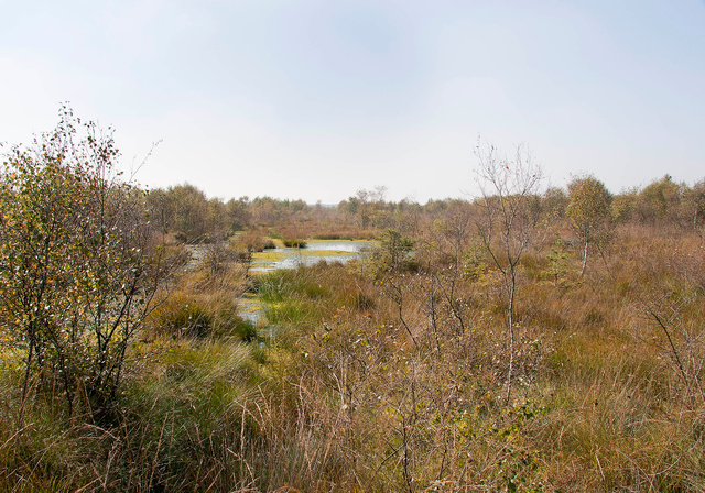 Haaksbergerveen.