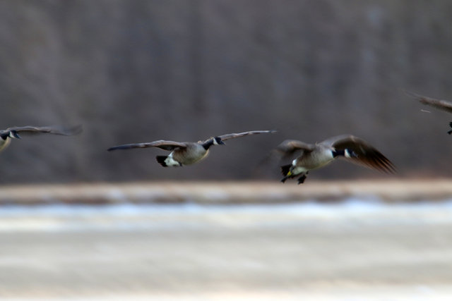 Canada Geese, February, southern Ohio